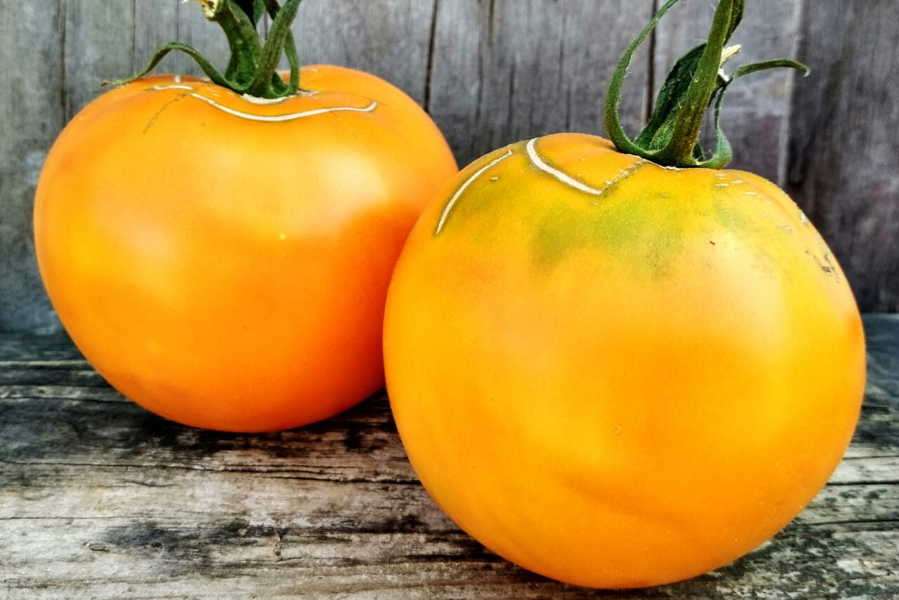Урожайность томата апельсин. Сорт томата апельсин. Томат желтый апельсин. Томат чисто желтый Кейси. Томат апельсин Гавриш.