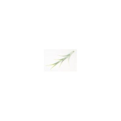 Искусственные цветы, Ветка - лист осока средняя без литника для венка (1010237) зеленый