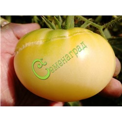 Семена почтой томат Белый восковой - 20 семян Семенаград (Россия)