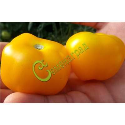 Семена томатов Ребристый жёлтый - 20 семян Семенаград (Россия)