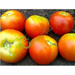 Семена почтой томат Вайнмон плюс - 20 семян Семенаград (Россия)