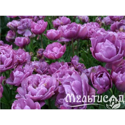 Тюльпан Lilac Perfection "Лайлек Перфекшн" 5шт