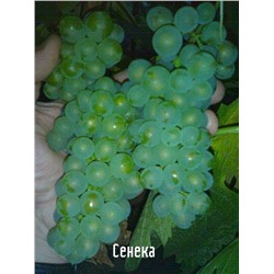 Семена Виноград "Сенека" - 10 семян Семенаград (Россия)