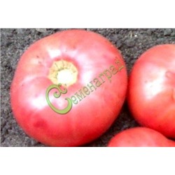 Семена томатов Король ранних - 20 семян Семенаград (Россия)
