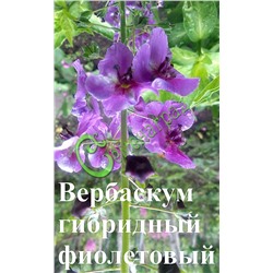 Семена Вербаскум гибридный - 30 семян, 20 упаковок Семенаград оптовый (Россия)