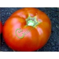 Семена томатов Король Сибири красный - 20 семян Семенаград (Россия)