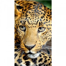 Мозаика алмазная 12*17см КОКОС Взгляд леопарда полная выкладка холст в рамке 214892