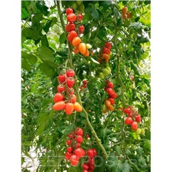 Патронташ F1 семена томата коктейльного перцевидного 100 шт ЭС мини (цена за 1 шт)