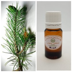 32 Эфирное масло Сосна синамская Pinus Silvestris L., 10 мл
