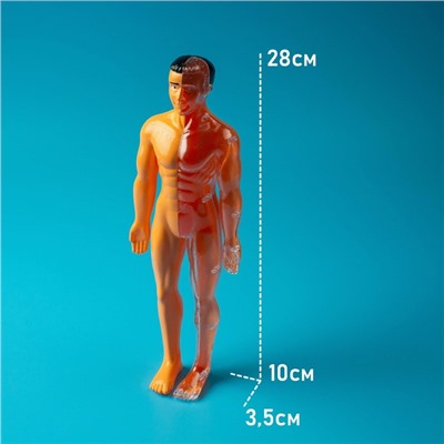 Набор для опытов «Строение тела», анатомия человека