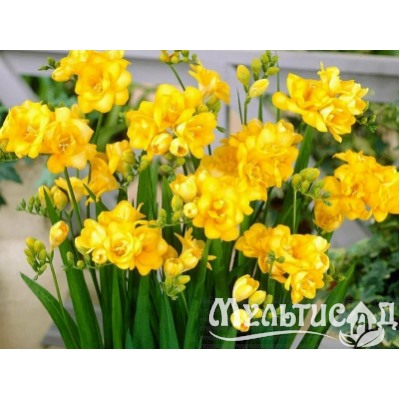 Фрезия махровая желтая "Freesia Yellow" 10шт