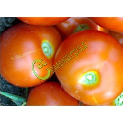 Семена томатов Кавказская лиана - 20 семян Семенаград (Россия)