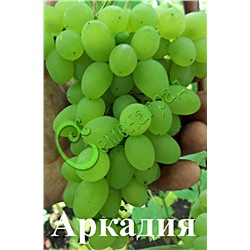Семена Виноград «Аркадия» - 10 семян Семенаград (Россия)