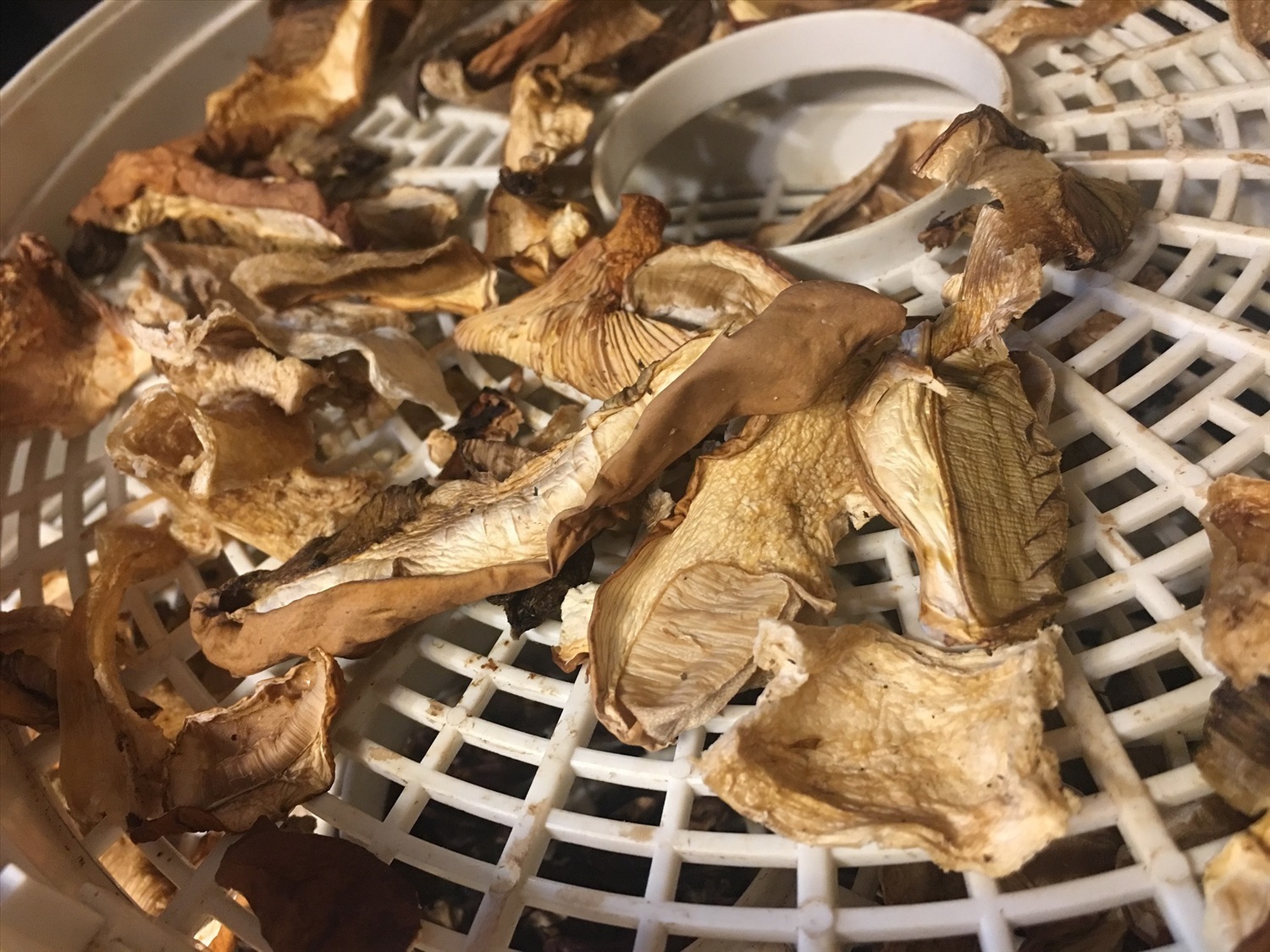 Сушеные грибы едят