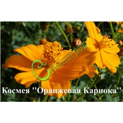 Семена Космея "Оранжевая Кариока" - 20 семян Семенаград (Россия)