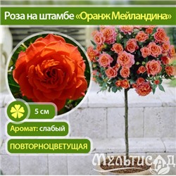 Orange Meillandina "Оранж Мейландина" плетистая штамб 120-140см