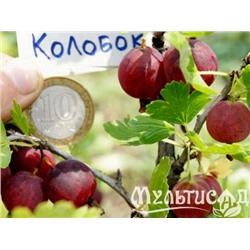 Крыжовник Колобок