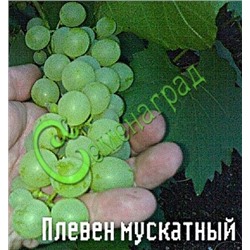 Семена Виноград «Плевен мускатный» - 10 семян Семенаград (Россия)