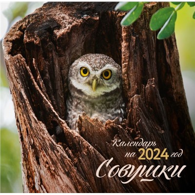 Совушки. Календарь настенный на 2024 год (300х300 мм)