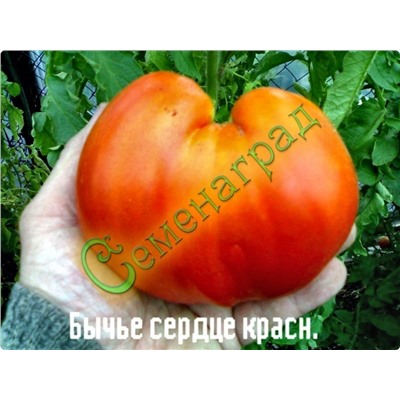 Семена томатов Бычье сердце красный ( 20 семян ) Семенаград (Россия)