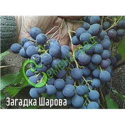 Семена Виноград «Загадка Шарова» - 10 семян Семенаград (Россия)