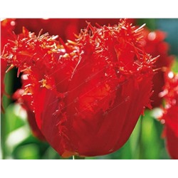 Тюльпан бахромчатый Кристальная красота/ Tulipa fringled Crystal Beauty 11/12, Darit 5 шт/уп