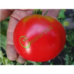 Семена томатов Американец - 20 семян Семенаград (Россия)