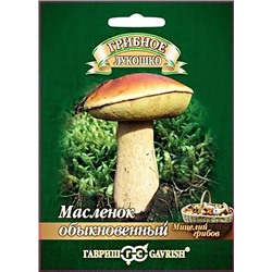 Мицелий грибов Масленок на зерновом субстрате