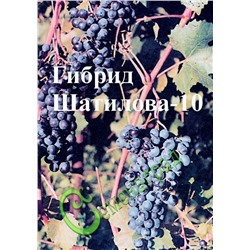 Семена Виноград амурский «Гибрид Шатилова-10» - 10 семян, 15 упаковок Семенаград оптовый (Россия)