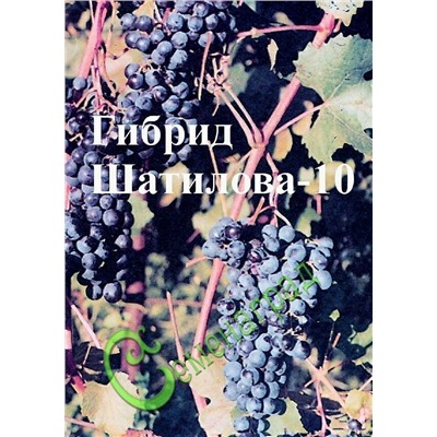 Семена Виноград амурский «Гибрид Шатилова-10» - 10 семян, 15 упаковок Семенаград оптовый (Россия)