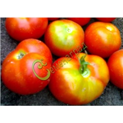 Семена томатов Бэтси - 20 семян Семенаград (Россия)