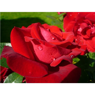 Цветочная вода Розы (органик), 50 мл