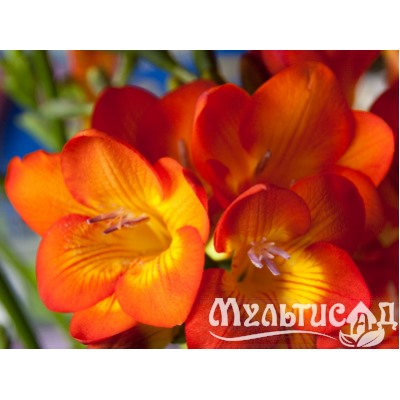 Фрезия махровая оранжевая "Freesia Orange" 10шт