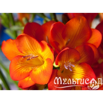 Фрезия махровая оранжевая "Freesia Orange" 10шт