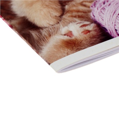 Альбом для рисования А5, 24 листа на скрепке "Милые котята", обложка мелованный картон, блок 100 г/м²