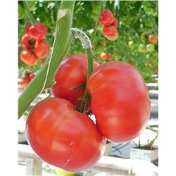 Ангара F1 семена томата крупноплодного для пленок 100 шт ЭС мини (цена за 1 шт)