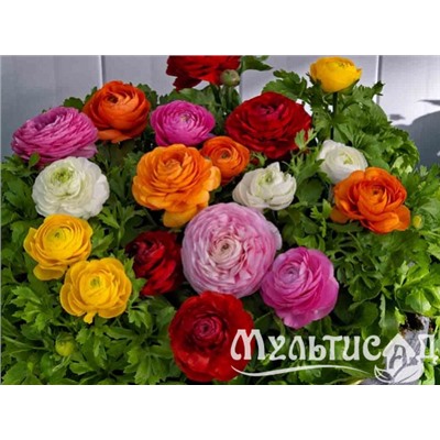 Лютик смесь "Ranunculus Mix" 10шт