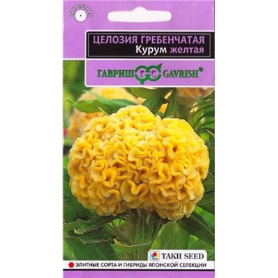 Целозия Гребенчатая Курум желтая (Код: 87021)