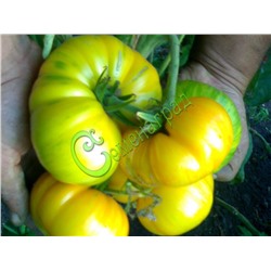Семена томатов Большая жёлтая зебра - 20 семян Семенаград (Россия)
