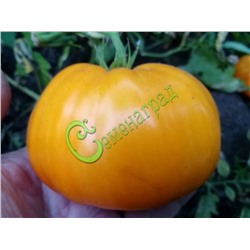 Семена почтой томат Кубанский янтарь - 20 семян Семенаград (Россия)