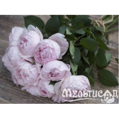 Peony Pink "Пиони Пинк"