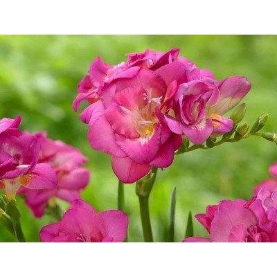 Фрезия махровая розовая "Freesia Pink" 10шт