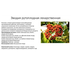 Эводия рутоплодная (50 семян).