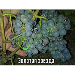 Семена Виноград амурский «Золотая звезда» - 10 семян Семенаград (Россия)