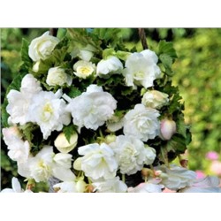 Бегония ампельная белая "Pendula Cascade White"