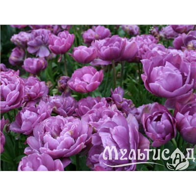 Тюльпан Lilac Perfection "Лайлек Перфекшн" 5шт