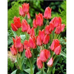Тюльпан низкорослый Торонто/ Tulipa greigii toronto 11/12, Darit 5 шт/уп