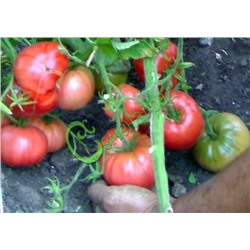 Семена томатов Мастер Гарден - 20 семян Семенаград (Россия)