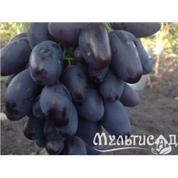 Виноград Алвика