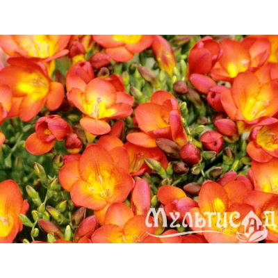 Фрезия махровая оранжевая "Freesia Orange" 10шт